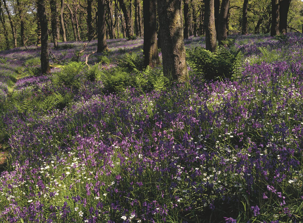 Spring Bluebells in Eskdale