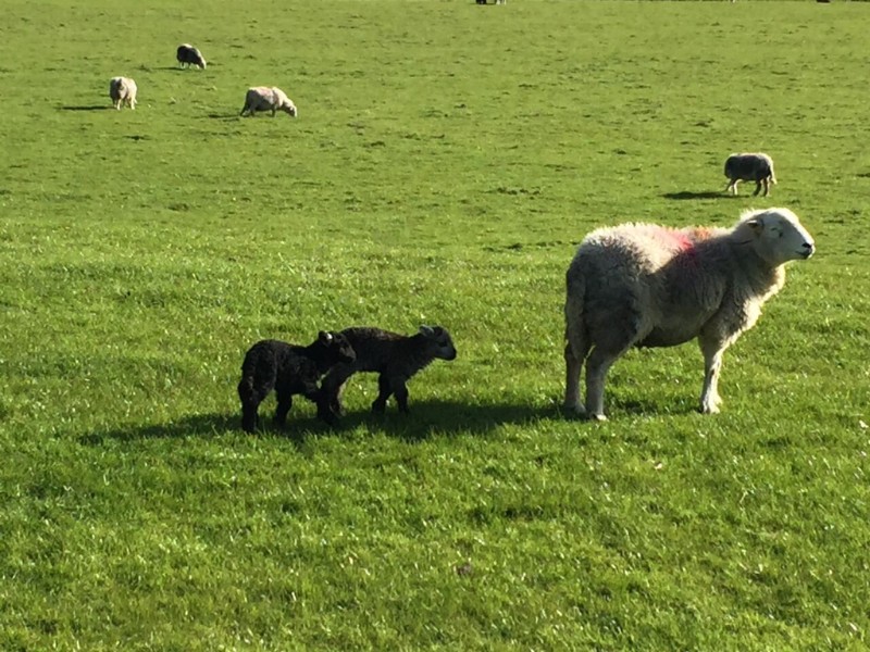 Spring lambs in Boot, Eskdale