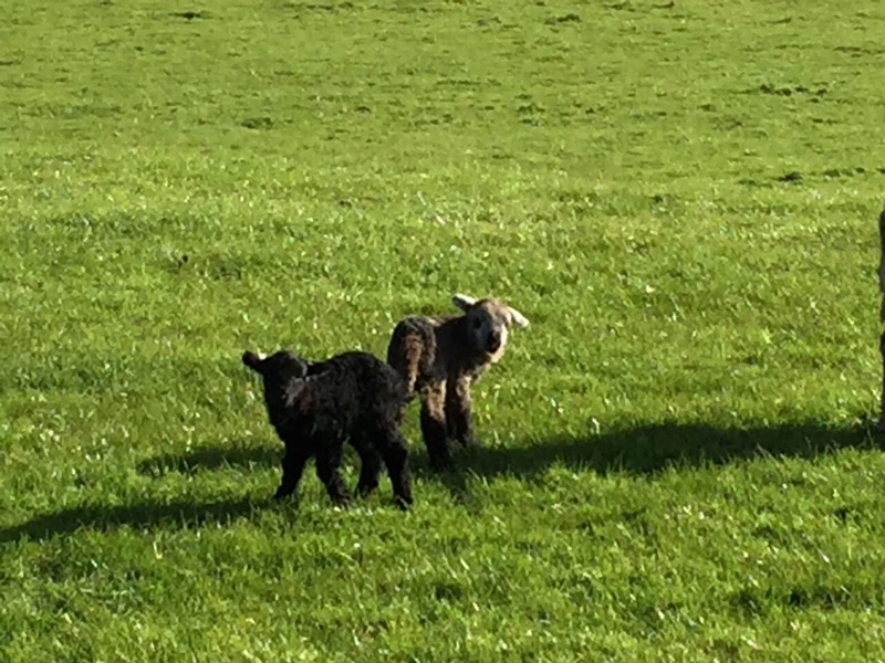 Lively Lambs in Eskdale