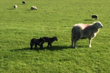 Hardwick Sheep