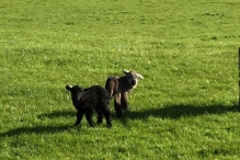 Lively Lambs in Eskdale