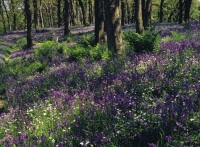 Eskdale Bluebell Woods