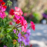 Flowers galore in our beautiful gardens