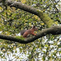 Red squirrel near Hardknott Cottage